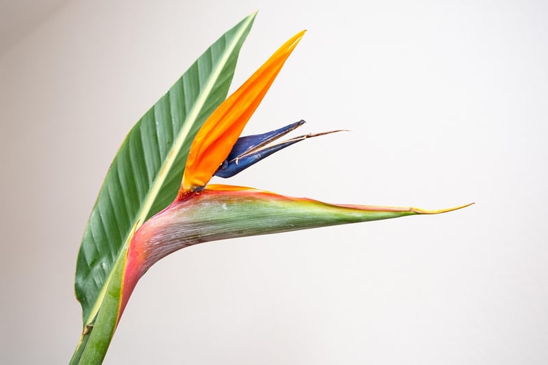 Bird of Paradise