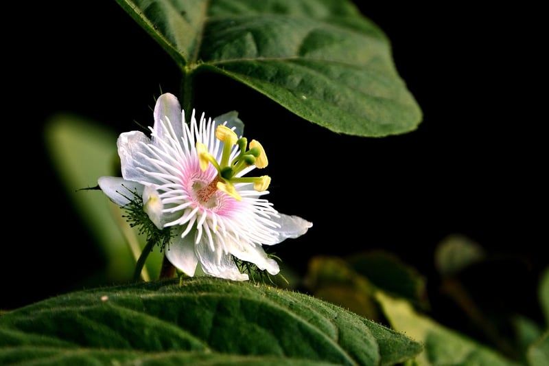 Passionflower